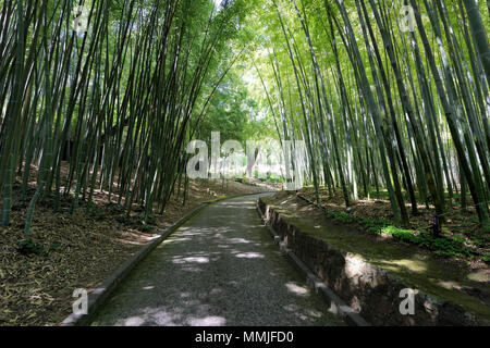 Abschnitt des reichen und vielfältigen Bambus Wald im Orto Botanico di Roma oder Roms botanischen Garten. An den unteren Hängen des Gianicolo oder Jan entfernt Stockfoto