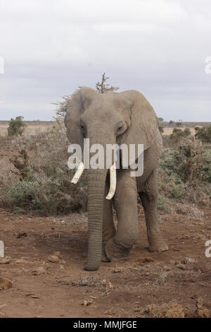 Kleine weibliche Elefanten mit einem Bein gebeugt, während ihre Füße entspannt Stockfoto