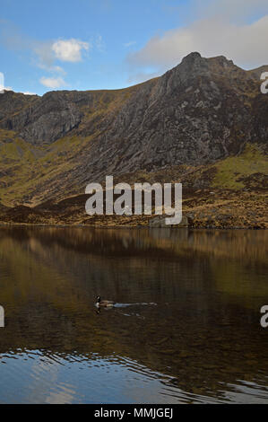 Kanada Gänse schwimmen in Llyn Idwal Stockfoto