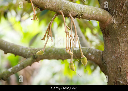 Junge Durian Frucht am Baum in Thailand Stockfoto