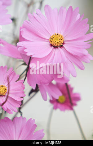 Schöne cosmos Blumen Stockfoto