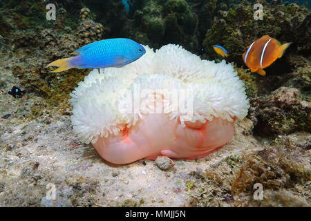Marine Life, einem herrlichen Seeanemone, Heteractis magnifica, mit bunten tropischen Fischen, Bora Bora, Pazifischer Ozean, Französisch Polynesien Stockfoto