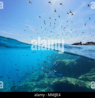 Seevögel (Mittelmeer Möwen) fliegen in den Himmel und einen Schwarm von Fischen mit Felsen unter Wasser Meer, geteilte Ansicht oberhalb und unterhalb der Wasseroberfläche, Spanien Stockfoto