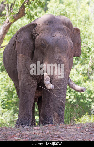 Inländische Elefanten im Wald in Bandhavgarh National Park in Indien Stockfoto