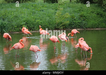 Flamingos an der Whipsnade Zoo Stockfoto