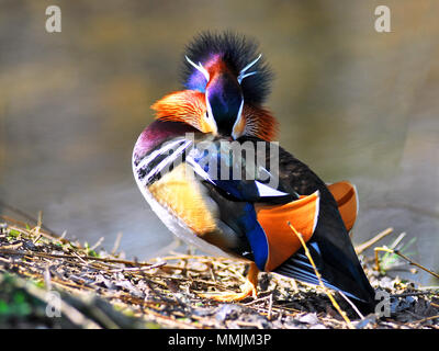 Männliche Mandarinente (Aix galericulata) auf der Bank von Teich Stockfoto