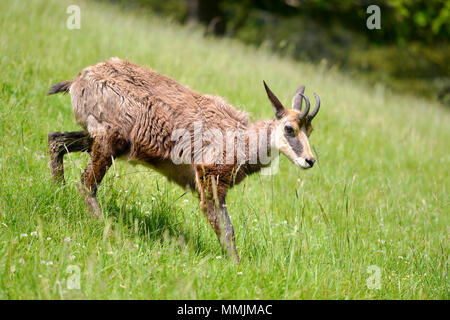 Gemse (Rupicapra rupicapra) laufen auf Gras in die Berge rund um Chamonix-Mont-blanc in Frankreich Stockfoto