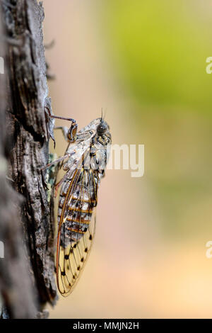 Cicada orni auf einer Amtsleitung im Süden Frankreichs Stockfoto