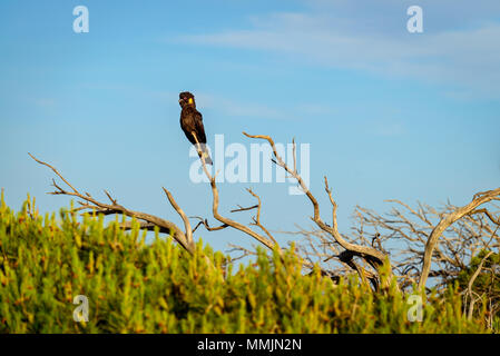 Gelb-tailed black Cockatoo (Calyptorhynchus funereus) sitzen auf getrocknete Baum, Port Elliot, South Australia Stockfoto