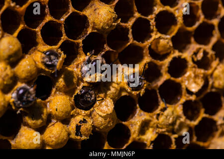 Neugeborene biene Luke von pilo auf Wabe im Hive Stockfoto