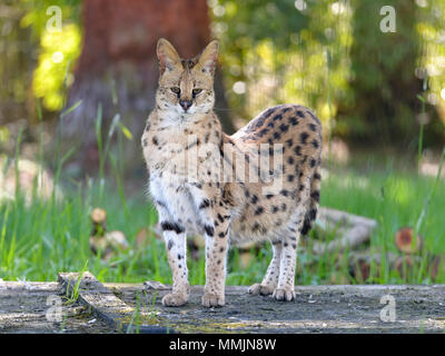 Serval (Leptailurus serval) stehend von Angesicht gesehen Stockfoto