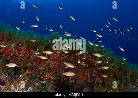 Ein Schwarm von lembeh Lippfisch (Symphodus ocellatus) schwimmt in der Nähe von eine Gruppe von CHROMIS (Chromis chromis) im Mittelmeer (Es Vedrá, Ibiza, Spanien) Stockfoto