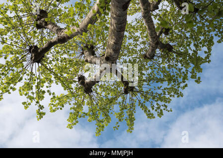 London Platane (Platanus x acerifolia) Blätter Stockfoto
