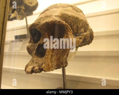 . Auf Anzeige in Lausanne das Natural History Museum in Rumin palace Australopithecus Africanus. Rama 64 Australopithecus africanus IMG 2926 Stockfoto