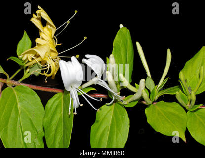 Honig saugen (Lonicera caprifolium) close-up Stockfoto