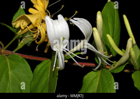 Honig saugen (Lonicera caprifolium) close-up Stockfoto