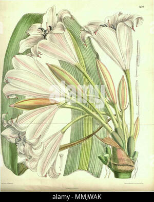 . Crinum macowanii. 1902. Baker 18 7812 Crinum macowanii (wie Crinum johnstonii) Stockfoto