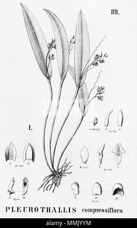 . Abbildung: Acianthera auriculata (syn. Schmetterlinge compressiflora). 1896. Alfred Cogniaux (1841-1916) 25 Acianthera auriculata (wie Schmetterlinge compressiflora) - Ausschnitt aus Flora brasiliensis 3-4-89 Abb. I Stockfoto