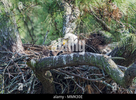 Eine Familie der Weißkopfseeadler (Haliaeetus leucocephalus), ein Erwachsener und zwei Küken, in ihrem Nest. Spring, Texas, USA. Stockfoto