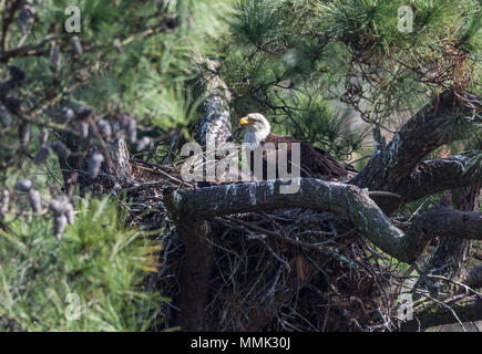 Eine Familie der Weißkopfseeadler (Haliaeetus leucocephalus), ein Erwachsener und zwei Küken, in ihrem Nest. Spring, Texas, USA. Stockfoto