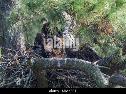 Eine Familie der Weißkopfseeadler (Haliaeetus leucocephalus), eine Erwachsene und zwei Jugendliche, die in ihrem Nest. Spring, Texas, USA. Stockfoto