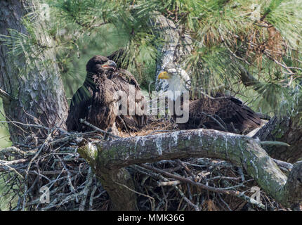 Eine Familie der Weißkopfseeadler (Haliaeetus leucocephalus), eine Erwachsene und zwei Jugendliche, die in ihrem Nest. Spring, Texas, USA. Stockfoto