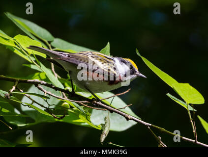 Eine Kastanie - seitig Warbler (Setophaga pensylvanica) auf einem Ast sitzend. High Island, Texas, USA. Stockfoto