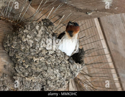 Eine Klippe Schlucken (Petrochelidon pyrrhonota) ihr Nest mit Lehm bauen. Anahuac National Wildlife Refuge, Texas, USA. Stockfoto