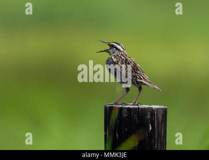 Ein Eastern Meadowlark (Sturnella magna) Gesang auf einem hölzernen Pfosten. Anahuac National Wildlife Refuge, Texas, USA. Stockfoto