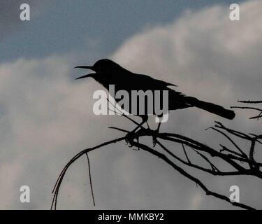 Delray Beach, Florida, USA. 7. Feb 2009. Eine Silhouette Boot-tailed Grackle (Quiuscalus major) in der Wakodahatchee Feuchtgebiete bewahrt, in Delray Beach, Florida. Die Sumpfgebiete bieten die Möglichkeit, diese Vögel in ihrem natürlichen Lebensraum zu beobachten. Credit: Arnold Drapkin/ZUMA Draht/Alamy leben Nachrichten Stockfoto