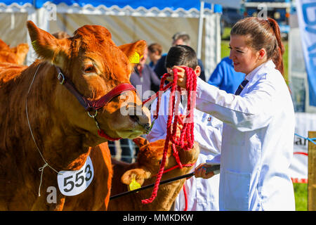 Ayrshire, UK. 12. Mai 2018. An einem heißen und sonnigen Tag, die jährliche Ayr County Show in Ayr Rennstrecke Hunderte von Teilnehmern in die Landwirtschaft Wettbewerbe und auch Tausende Zuschauer angezogen. Neben den üblichen Wettbewerben für Rinder, Schafe und Geflügel, gab es Preise für die Sieger der männlichen und weiblichen "Junge Landwirte Tauziehen" Wettbewerb und für die beste verzierte Lkw Kredit: Findlay/Alamy leben Nachrichten Stockfoto