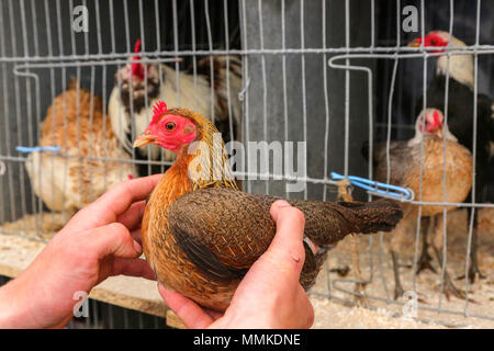 Ayrshire, UK. 12. Mai 2018. An einem heißen und sonnigen Tag, die jährliche Ayr County Show in Ayr Rennstrecke Hunderte von Teilnehmern in die Landwirtschaft Wettbewerbe und auch Tausende Zuschauer angezogen. Neben den üblichen Wettbewerben für Rinder, Schafe und Geflügel, gab es Preise für die Sieger der männlichen und weiblichen "Junge Landwirte Tauziehen" Wettbewerb und für die beste verzierte Lkw Kredit: Findlay/Alamy leben Nachrichten Stockfoto