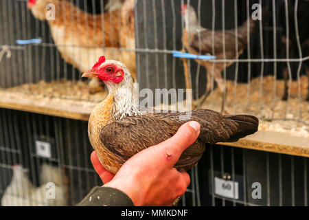 Ayrshire, UK. 12. Mai 2018. An einem heißen und sonnigen Tag, die jährliche Ayr County Show in Ayr Rennstrecke Hunderte von Teilnehmern in die Landwirtschaft Wettbewerbe und auch Tausende Zuschauer angezogen. Neben den üblichen Wettbewerben für Rinder, Schafe und Geflügel, gab es Preise für die Sieger der männlichen und weiblichen "Junge Landwirte Tauziehen" Wettbewerb und für die beste verzierte Lkw Kredit: Findlay/Alamy leben Nachrichten Stockfoto