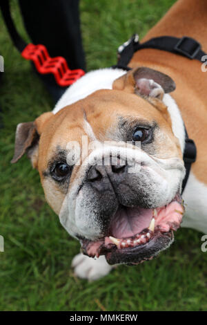 London, Großbritannien. 12. Mai 2018. Boycey Bulldog auf der Alle Hunde gleich große Hampstead Rinde aus, Hampstead, London. Alle Hunde egal ist eine Wohltätigkeitsorganisation zu helfen und Re-homing Hunde unter www. alldogsmatter.de für weitere Informationen. Quelle: Paul Brown/Alamy leben Nachrichten Stockfoto