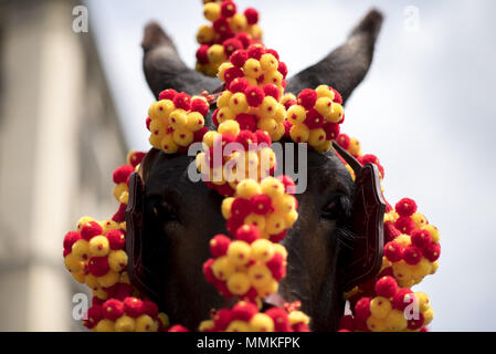 Granada, Granada, Spanien. 12. Mai 2018. Ein Pferd gestaltet in der Prozession von El Rocio in Granada zu sehen. Die "Romeria del Rocio'' ist eines der beliebtesten Feste in Andalusien, Tausende von Pilgern in Almonte Dorf (Huelva) anzubeten, Virgen del Rocio gehen. Credit: Carlos Gil/SOPA Images/ZUMA Draht/Alamy leben Nachrichten Stockfoto