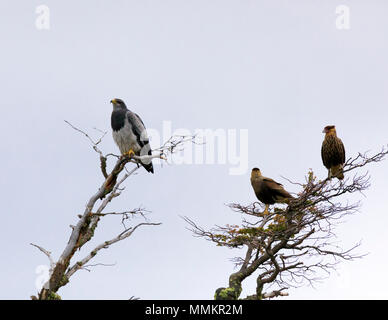 Schwarz-chested Bussard - Adler, Geranoaetus melanoleucus und Southern Crested; Karakara Karakara plancus, Erwachsenen und Jugendlichen Stockfoto