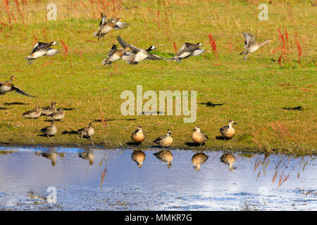 Gelbe Rechnung pintail, Anas gerogica, Chiloe Pfeifente, Anas sibilatrix, patagonische Ente crested, Lophonetta speclaroides Stockfoto