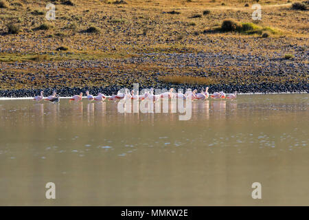 Eine Herde von chilenischen Flamingos an der Laguna Amarga, Patagonien, Chile Stockfoto