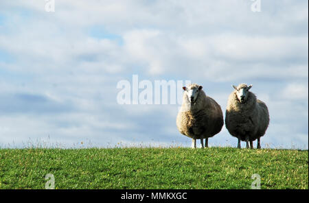 Die pastorale Landschaft withtwi Schafe entlang der Ufer, in Deutschland, in der Nähe der Ostsee. Stockfoto