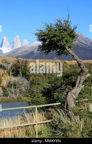 Cascada Paine, Rio Paine Nationalpark Torres del Paine, Patagonien Stockfoto