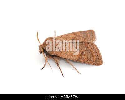 Gemeinsame quaker Motte Orthosia Cerasi auf weißem Hintergrund Stockfoto