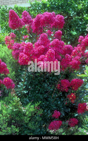 Crepe Myrtle (Lagerstroemia indica) Stockfoto