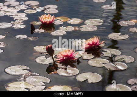 Rosa Seerosen, blühenden Blumen und Blüten sowie deren Knospen, geschnitten, auf der Oberfläche der Teich unter den runden grünen Blättern. Stockfoto