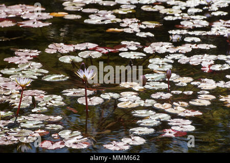 Oberfläche der Teich, mit runden grünen Blätter von Lily und Blüten rosa Lilie abgedeckt auf langen Stielen über Wasser. Stockfoto