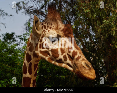 Der Kopf einer Giraffe ist eine dünne lange Hals vor dem Hintergrund der Bäume und der Himmel. Stockfoto