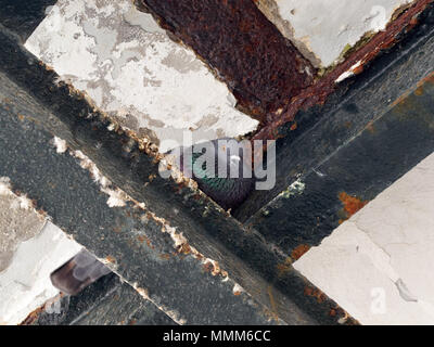 Die Blaue Taube unter den Metallträger sitzt, die Taube sieht. Stockfoto