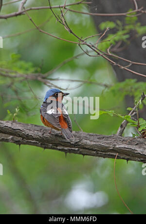 White-throated Rock Thrush (Monticola gularis) erwachsenen männlichen auf Zweig Beidaihe, Hebei, China kann hochgestellt Stockfoto