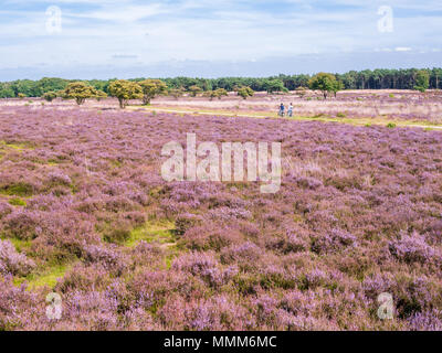 Menschen Reiten Fahrrad auf Pfad und Panorama der lila Heidekraut in voller Blüte im Naturschutzgebiet, Gooi Zuiderheide in der Nähe von Hilversum, Niederlande Stockfoto