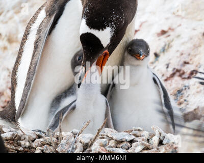 Gentoo Pinguin, Pygoscelis papua, Mutter, Fütterung einen hungrigen Küken im Nest in Kolonie auf Cuverville Island, Antarktische Halbinsel, Antarktis Stockfoto