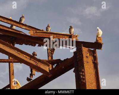 Weiße und graue Post Tauben sitzen auf metallträger vor blauem Himmel Hintergrund. Stockfoto